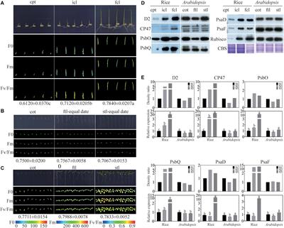 Similarities and Differences of Photosynthesis Establishment Related mRNAs and Novel lncRNAs in Early Seedlings (Coleoptile/Cotyledon vs. True Leaf) of Rice and Arabidopsis